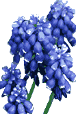 Tassel hyacinth